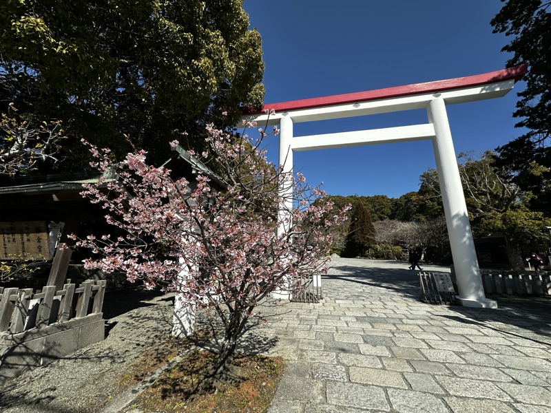 鎌倉宮の鳥居と桜 — 鎌倉・湘南観光ナビ